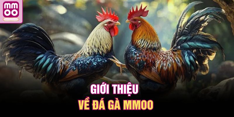 Giới thiệu về đá gà MMOO
